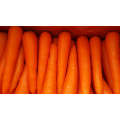 Fresh Carrot with S M L grade export to HK Malaysia  Singapore East South Asia